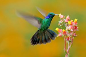 Cariló: primer jardín de colibríes del país – Maximiliano Macaluse