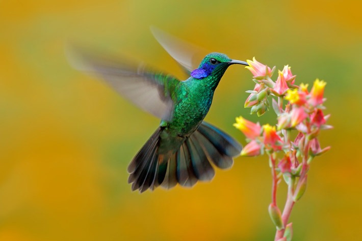En este momento estás viendo Cariló: primer jardín de colibríes del país – Maximiliano Macaluse