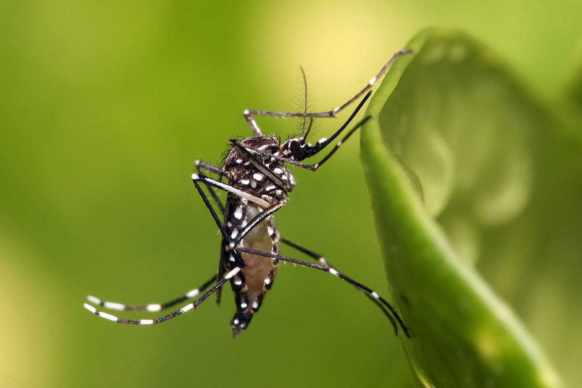 En este momento estás viendo “El mosquito está en Pinamar, pero eso no significa que está la enfermedad” – Federico Barone