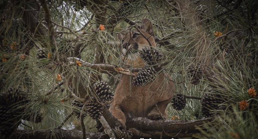 “En la primera evaluación que nosotros pudimos hacer es que es un animal que viene de mascotismo”