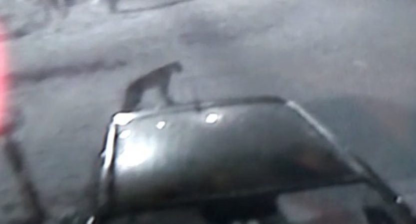 Rescate de una puma: “Venía re pancha hasta que le salió la perra. La cámara registra movimientos” – Claudio Mora